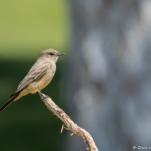 Say's Phoebe-01