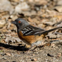 Spotted Towhee-Female-01