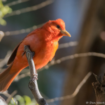Summer Tanager-Male-17