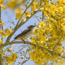 Tennessee Warbler-01