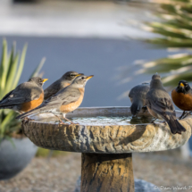 Thirsty Robins-01