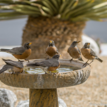 Thirsty Robins-02