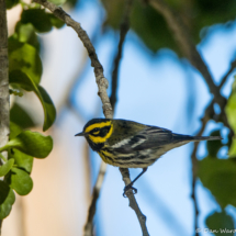 Townsend's Warbler-Male-08