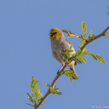 Verdin-01