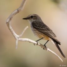 Vermilion Flycatcher-Female-06