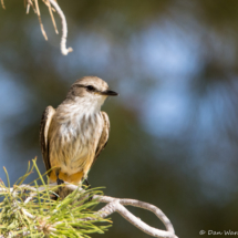 Vermilion Flycatcher-Female-07