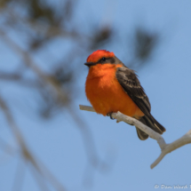 Vermilion Flycatcher-Male-01