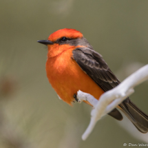 Vermilion Flycatcher-Male-03
