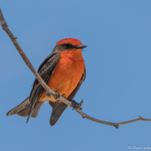 Vermilion Flycatcher-Male-12