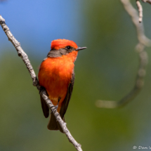 Vermilion Flycatcher-Male-17
