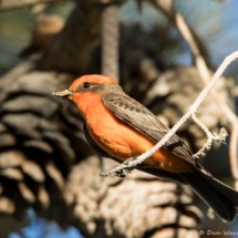 Vermilion Flycatcher-Male-22