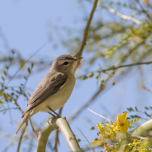 Warbling Vireo-04