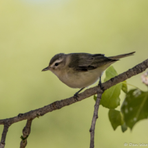 Warbling Vireo-17