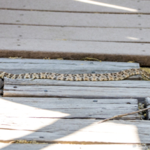 Western Diamondback Rattlesnake-01