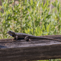 Western Fence Lizard-10