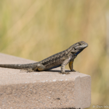 Western Fence Lizard-17