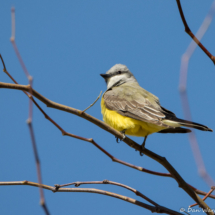 Western Kingbird-01