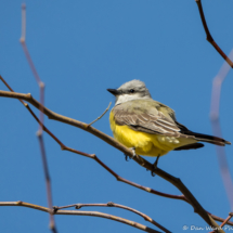 Western Kingbird-03