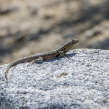 Western Side-blotched Lizard-02