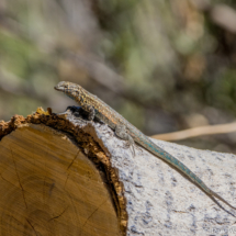 Western Side-blotched Lizard-02