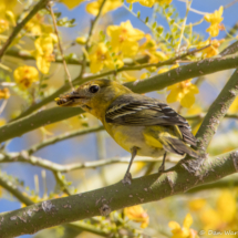 Western Tanager-Female-01