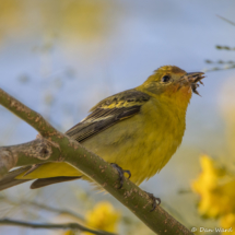 Western Tanager-Male-01
