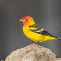 Western Tanager-Male-02