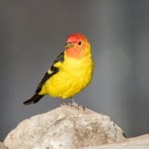 Western Tanager-Male-03