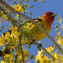 Western Tanager-Male-06