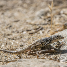 Western Whiptail Lizard-01