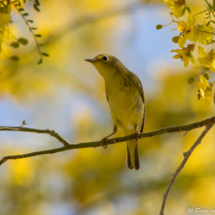 Yellow Warbler-10