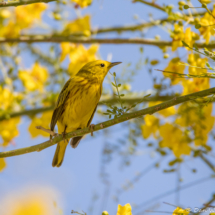 Yellow Warbler-11