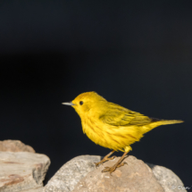 Yellow Warbler-34