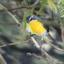 Yellow-breasted Chat-09