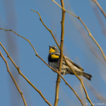 Yellow-rumped Warbler-03
