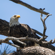 Bald Eagle-03