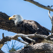 Bald Eagle-04