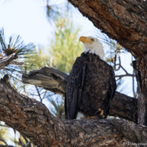 Bald Eagle-05