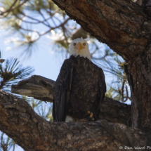 Bald Eagle-06