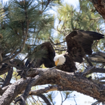Bald Eagle-07