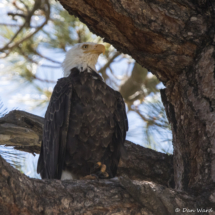 Bald Eagle-08