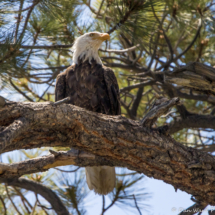 Bald Eagle-09