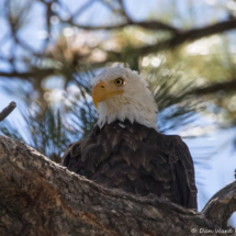 Bald Eagle-10