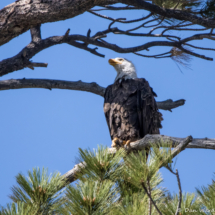 Bald Eagle-13