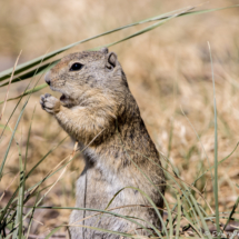 Belding's Ground Squirrel-04