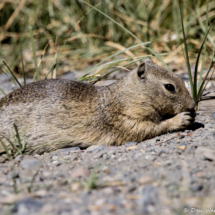 Belding's Ground Squirrel-05