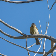 Black-headed Grosbeak-Female-Immature-01