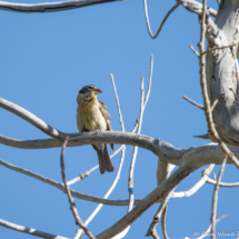 Black-headed Grosbeak-Female-Immature-02