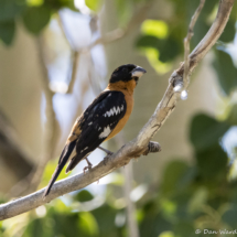 Black-headed Grosbeak-Male-01