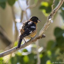 Black-headed Grosbeak-Male-02